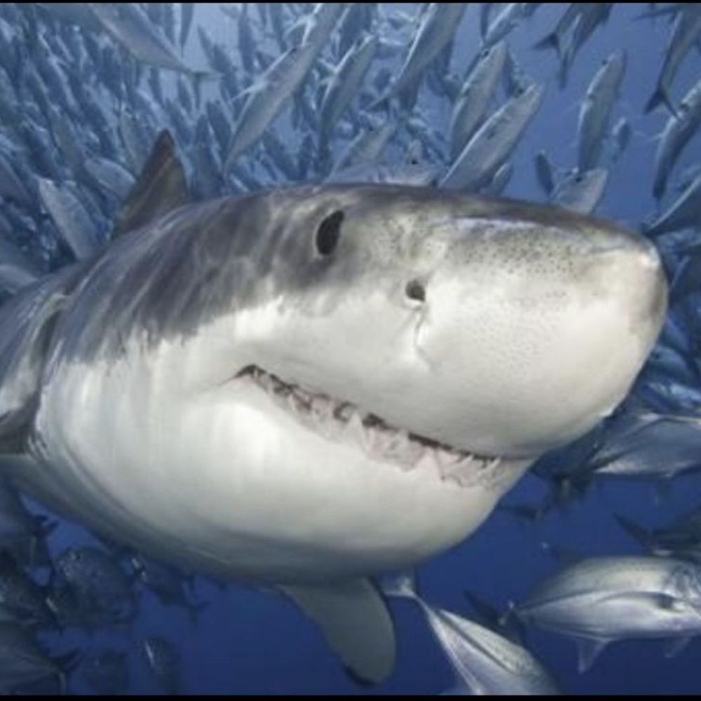 Bruce Shark