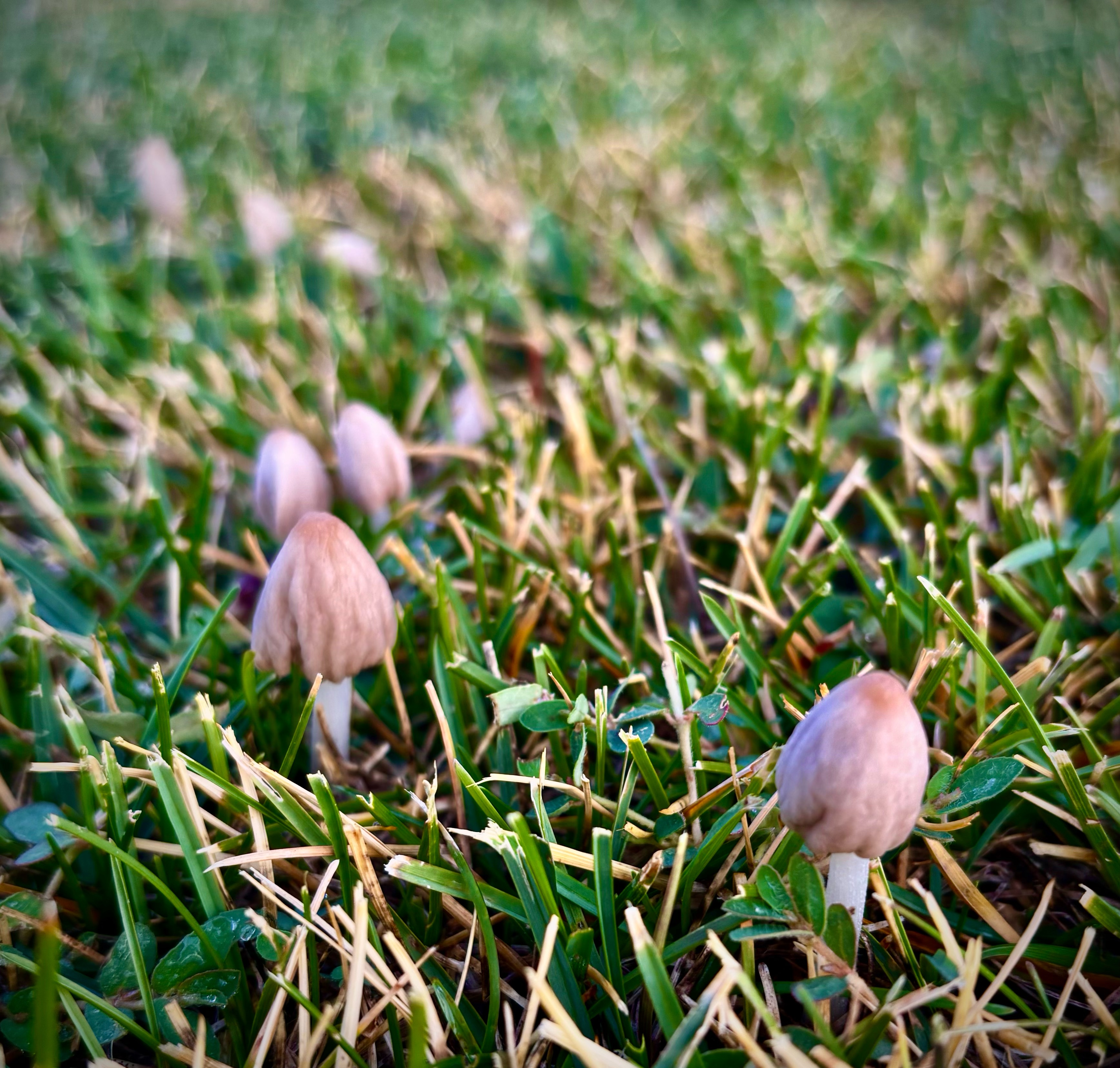 Several small mushrooms growing in freshly-cut grass.